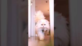 fluffy Persian Cat walking  #shorts #persiancat  #fluffycat