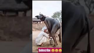 o bhai ye kya hai  #comedy #cow  #shorts