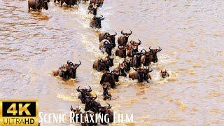 Amazing African Wildlife Footage 4K | Scenic Relaxing Film | With Relaxing Meditation Music |