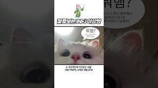 짤로보는 INFJ 이상형