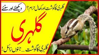 SQUIRREL FACTS IN URDU | AMAZING & INTERESTING FACTS | HIDDEN FACTS | SINJAB | GALEHRI | گلہری