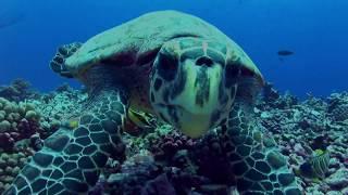 Troubled Waters: A Turtle's Tale (Trailer)