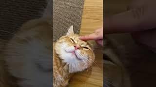 잠 안자는 토리 재우기 #shorts