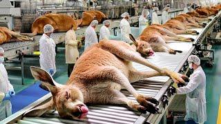 How Millions of Kangaroos Are Raised for Meat in Australia – Kangaroo Meat Processing in Factory