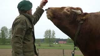 Ali the bull is a real rogue,but he has one weakness - he loves apples | Bull Whisperer Romek