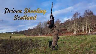 Driven Pheasant Shooting Scotland with Labrador Retriever Gundog