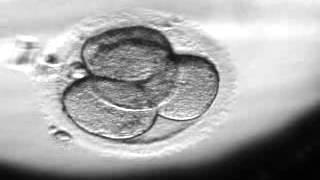 MVZ Kinderwunsch (ehemals VivaNeo) | Entwicklung der Blastozyste nach In-Vitro-Fertilisation