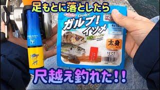 【宮城県】初心者主婦の釣り日記。2023年。穴釣りで尺越えアイナメ。