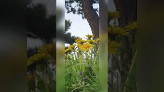 봄의정원#또 다시 그린 봄#봄날#봄의매력#봄날은간다