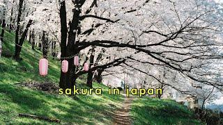 Japan's cherry blossoms  | leica m2  + kodak ultramax 400