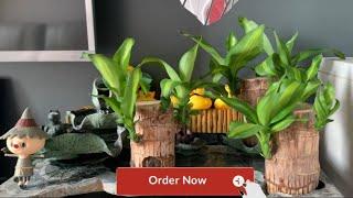 Hydroponics Lucky Wood Stump Desktop Potted Brazilian Wood