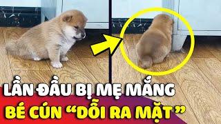 Bé cún tủi thân 'DỖI RA MẶT' khi lỡ cắn phá đồ bị mẹ mắng yêu  | Gâu Đần