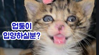 업둥이 입양하실분!