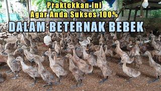 Cara Merawat DOD/Anak Bebek Yang Baik dan Benar~Umur 1 Sampai 20 Hari