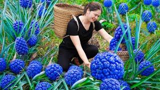 Surviving A Week in the Forest | Harvesting Mutant Pineapple Go To Market Sell - Hồng ca Harvesting