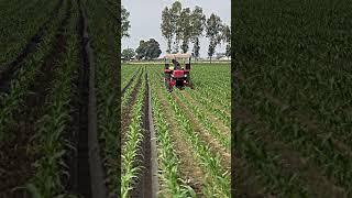 Sweet corn  farming makka #viral #farming #kisan