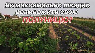 ТОБІ ЦЬОГО НЕ СКАЖУТЬ! ШВИДКИЙ спосіб РОЗМНОЖЕННЯ полуниці ВУСАМИ