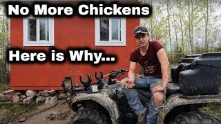 Why I No Longer Have Offgrid Chickens