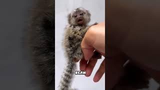 Пальчиковая обезьянка - милое создание. #animals #education #interesting #relaxing