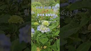 장수호 힐링정원의 수국과 접시꽃