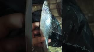 fish #fishing #shortsfeed #shortsvideo #eatingshow #eatingsounds