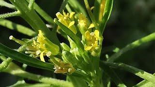 Σκυλοβρούβα ή Σισύμβριον το Ερύσιμο (Sisymbrium irio) σε πάρκο στη Μαγούλα Αττικής