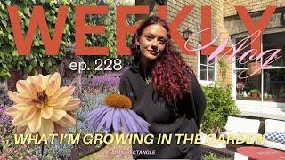 what I'm growing in my garden  my dahlia collection!  (FINALLY a gardening girly!)  weekly vlog 228