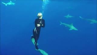 Ocean Ramsey - Diving with Sharks