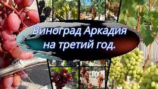 Виноград Аркадия на третий год.