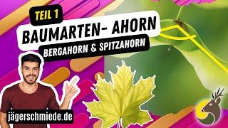 Baumarten erkennen - Ahorn (Teil 1) - Bergahorn & Spitzahorn