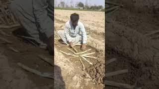 Ring Pit Method of Sugarcane | Latest Sugarcane Cultivation method #shorts