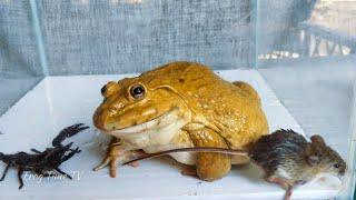 Asian BULLFROG vs Mouse And Scorpion!  Bullfrog Live Feeding