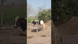 #viral #shortvideo #viralvideo #fish #dairy