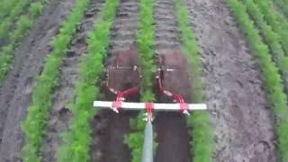 Terrateck - Double Wheel weeder hoe on carrot's