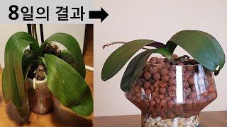 Wrinkly Phalaenopsis Orchid Leaves -  Solution-  In only 8 days