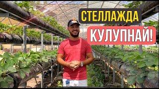 Стеллажларда кулупнай йетиштириш. Эксклюзив!!!