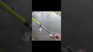 That Spring Bite Hits Different #fypシ #trending #fishing #funny #asmr #fyp #shorts #tiktok #fish