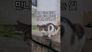 회사 점심시간에 구면인 동네 고양이를 만나면 생기는일