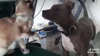 Fallo  el golpe y se burló del gato #epic #carvaz #fails #animal  #perro #gato #amor @carvaz