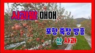 307. 방흥리 사과밭매매   죽장면 과수원매매 위치좋은 사과밭매매  죽장산사과밭매매 일조량이 풍부하고 수량이 풍부한 사과밭매매 포항부동산 죽장부동산 포항사과밭매매 포항토지매매