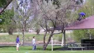 Disc Golf Birdie Bash