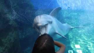 delfino gioca con bambina - acquario di genova