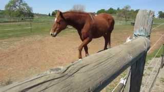 Horse greeting