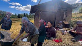 We met again  Harvesting season || Joyful season for farmers #northeastindia #nagaland