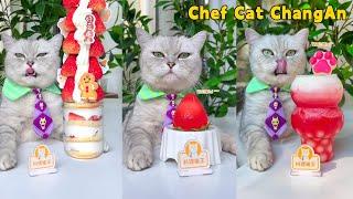 Chef Cat's Super Long Food Collection Makes You Satisfying！ | Cat Cooking Food | Cute And Funny Cat