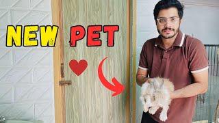 Teddy Bear Dwarf Rabbit ly aya  | Bht pyary hain 