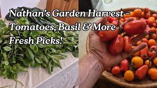 Nathan’s Garden Harvest: 2.05kg Tomatoes, 900g Basil & More Fresh Picks!