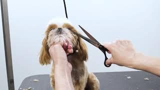 Overall Dog Grooming Guide for the beginners and expert Groomers