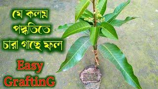 প্রাচীন এই পদ্ধতিতে কলম করে খুব সহজেই ছোট গাছে ফল ধরানো সম্ভব ||Easy grafting technique