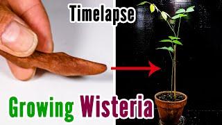 Growing Wisteria Vine from Seed Pod (40-day Time Lapse)